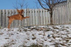 Chloe-The-ADHD-Dog
