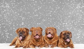 Purina-Winter-Wonderland-Contest
