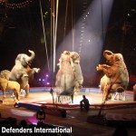 A Huge Victory, for ADI, in the Fight Against Wild Animal Performances.